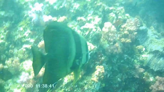 Таиланд Дайвинг Летучая мышь смотреть онлайн