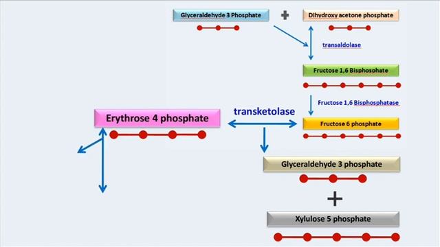 Calvin cycle (part 2) regeneration of RuBP смотреть онлайн