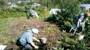 ПЕСНЯ ПРО ХРЕН