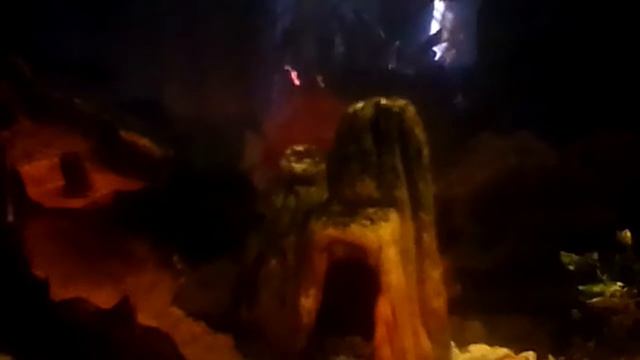 Аквариумные рыбки Гуппи смотреть онлайн
