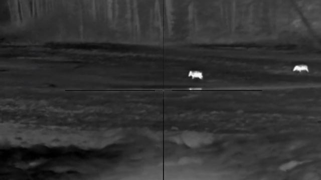 Pulsar Talion Xq35 Pro. Nighthunting Wildboar. Norma Silencer Tipstrike 30-06.