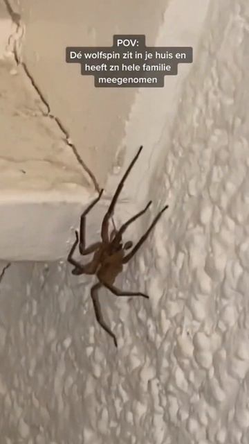 Deze ultrasone verjager zorgt ervoor dat het ongedierte uit uw huis blijft! #short #spider смотреть онлайн