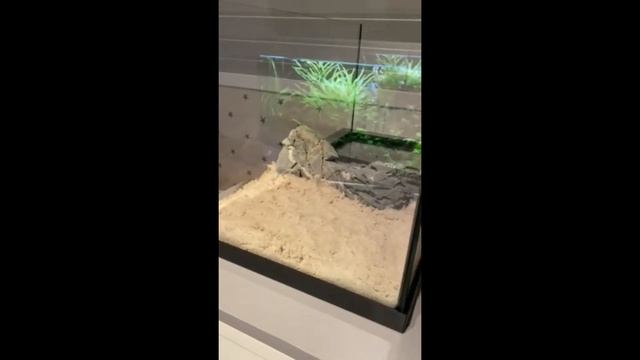 Short 54L setup with voiceover смотреть онлайн