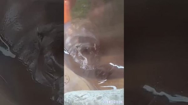 Московский зоопарк.