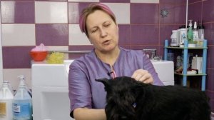 ПРАВИЛА УХОДА ЗА СОБАКОЙ. 10 ВОПРОСОВ ГРУМЕРУ.