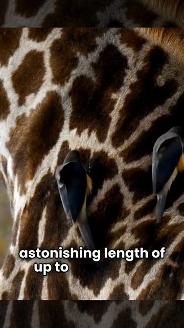 The Tallest Animal in The World: Giraffe! 🦒👥 #wildlife #nature #animalfacts #animallover #wild смотреть онлайн