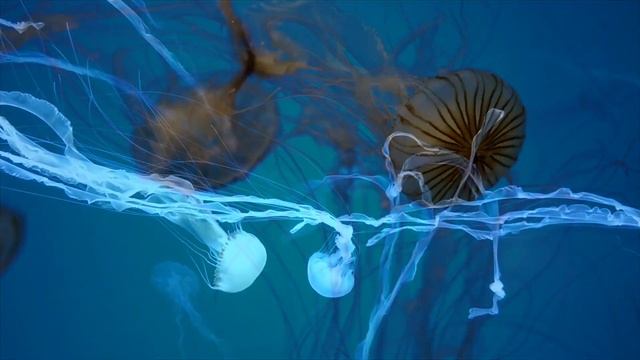 Relaxing Aquarium Jellyfish Video | Reduce Stress with Nature Therapy | Sleep Aid Music смотреть онлайн