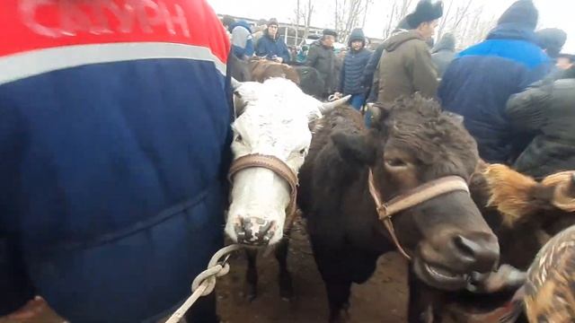 Жаңы Ноокаттагы Бука Кунажын Эркек Ургаачы Торпоктордун Баалары смотреть онлайн