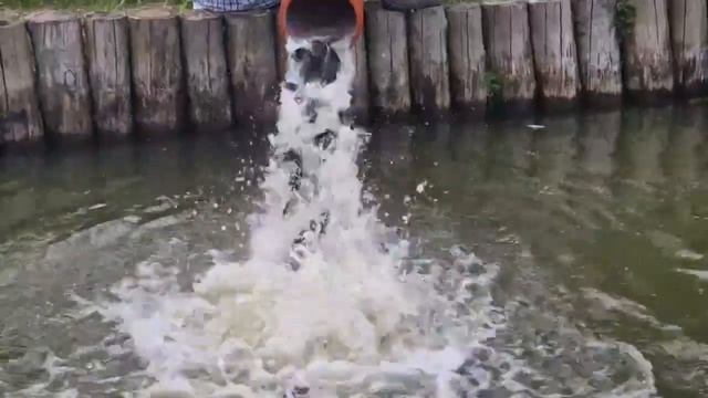 КАРП ПРИЕХАЛ - ЗАРЫБЛЕНИЕ СОСТОЯЛОСЬ смотреть онлайн