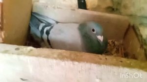 спортивные голуби, красивая птица 🕊️🕊️🕊️