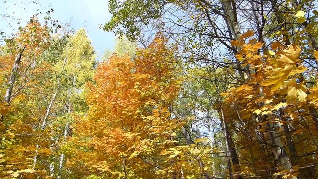 Сказка (Милая родная сторона)