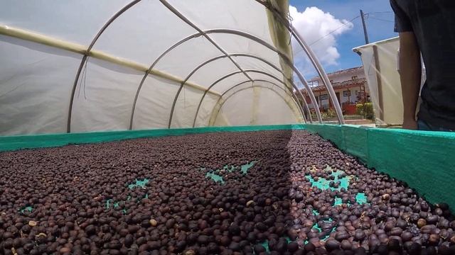 Natural processed Colombian coffee – Drying on raised beds смотреть онлайн