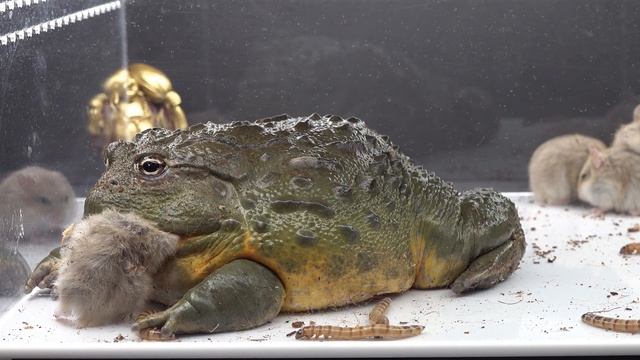 Hamsters Play With A Bullfrog - Warning Live Feeding