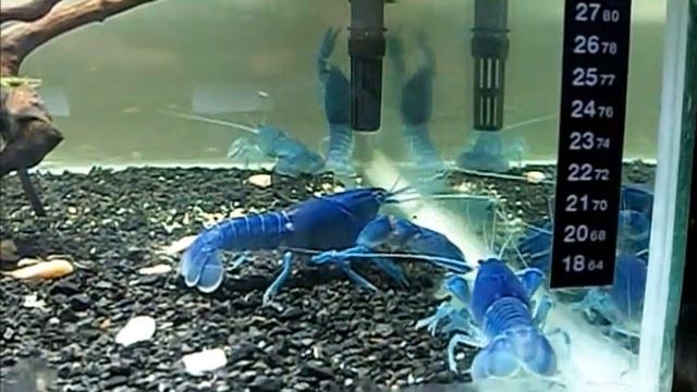 Cherax destructor смотреть онлайн