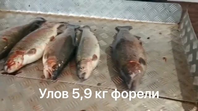 Улов 5,9 кг форели смотреть онлайн