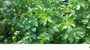 Посейте семена белой горчицы в междурядья картофеля после окучивания. Колорадских жуков не будет!