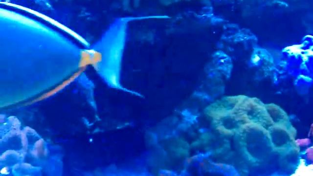 Rickysreef zebra eel смотреть онлайн