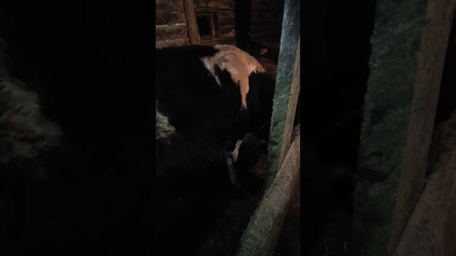 Бычки голштины ровно 12 месяцев. смотреть онлайн
