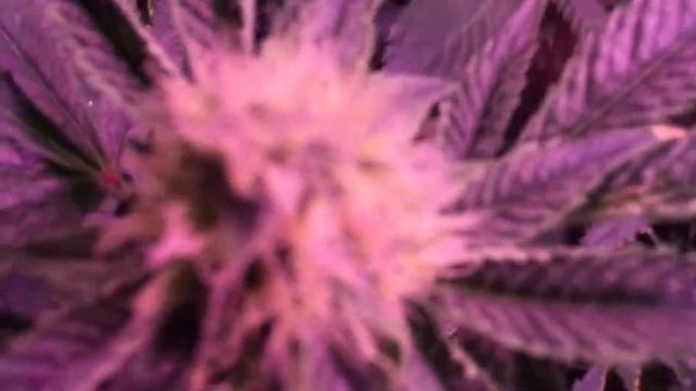 Tahoe OG 2x SolarStorm 440 LED Growroom Day 35 Flower Prop 215 смотреть онлайн