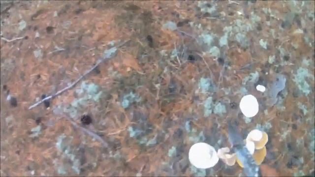 полянка белого гриба, смотреть онлайн