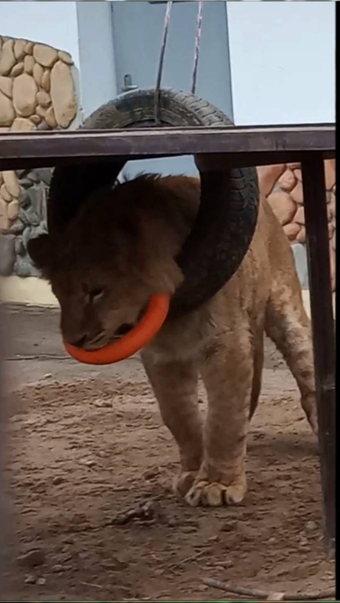 Цирковой номер от львёнка ШЕРХАНА. #шерхан #лев #зоопарк #минск #тайган #животные #shortvideo смотреть онлайн