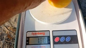 Слива ТО- ЧЕ- САН.