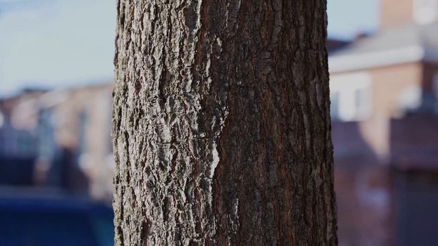 Tree Bark Close Up. Кора Деревьев Крупным Планом. смотреть онлайн