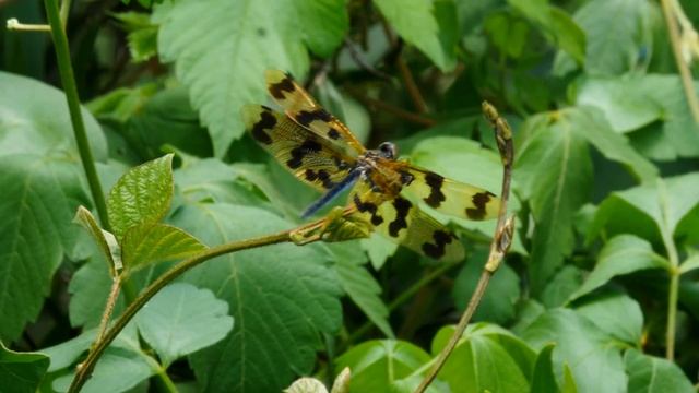 Graphic Flutterer or Banded Flutterer Dragonfly (Rhyothemis graphiptera) [2] смотреть онлайн