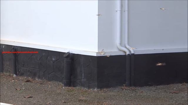 Common Picture Wing dragonflies flying смотреть онлайн