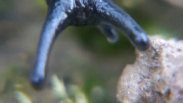 Arion hortensis смотреть онлайн