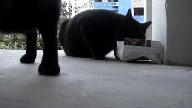 Singapore Community Cats : Panther-2 & Panther-3 смотреть онлайн