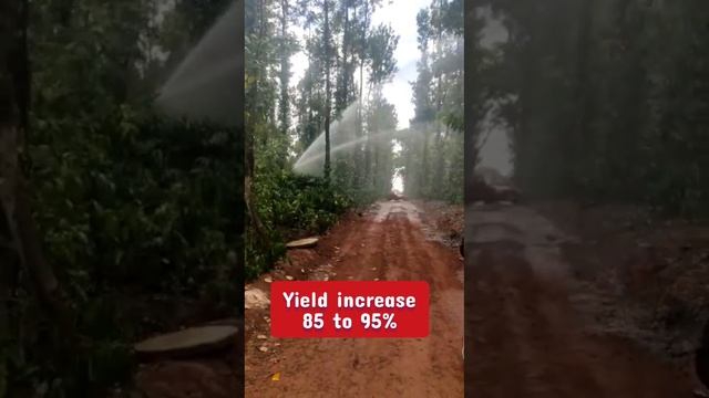 Sprinkler for coffee | ಸ್ಪಿಂಕ್ಲರ್ ಮಾಡುವುದರಿಂದ ಹೆಚ್ಚಿನ ಬೆಳೆ ಮತ್ತು ಆದಾಯ смотреть онлайн