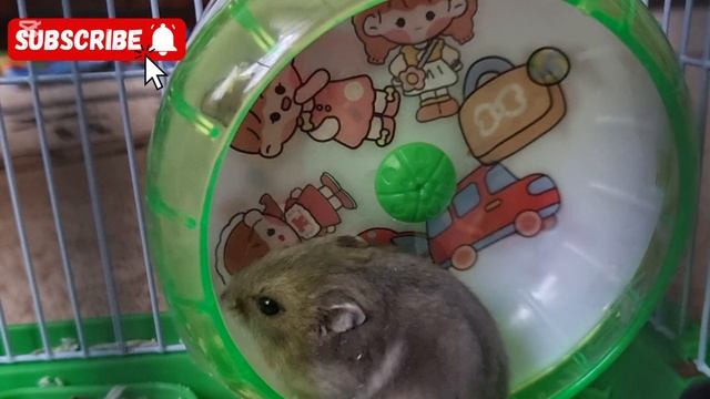 игра в кальмара с хомяком🤘