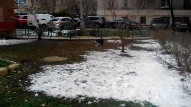 Кот и Голубь смотреть онлайн