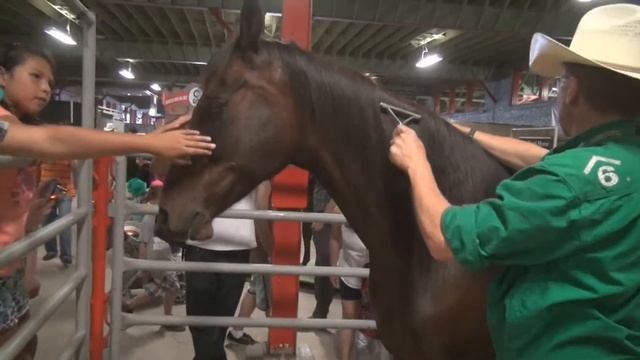 Horse breed 101 - The Arabian смотреть онлайн