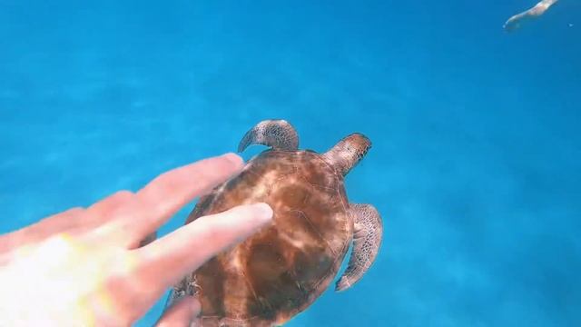 Turtles Barbados 2020 смотреть онлайн