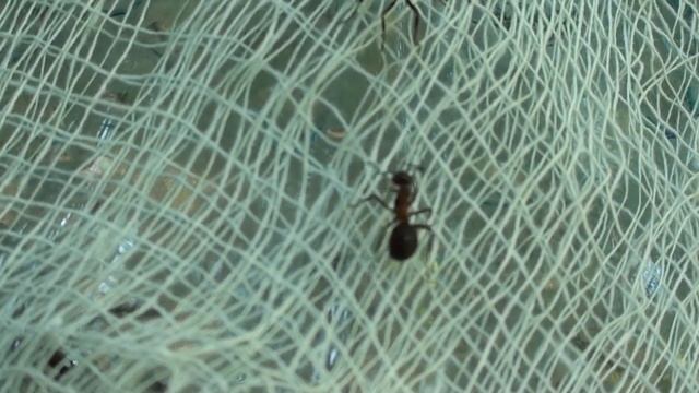 Formica rufa Ants: Reproduction смотреть онлайн