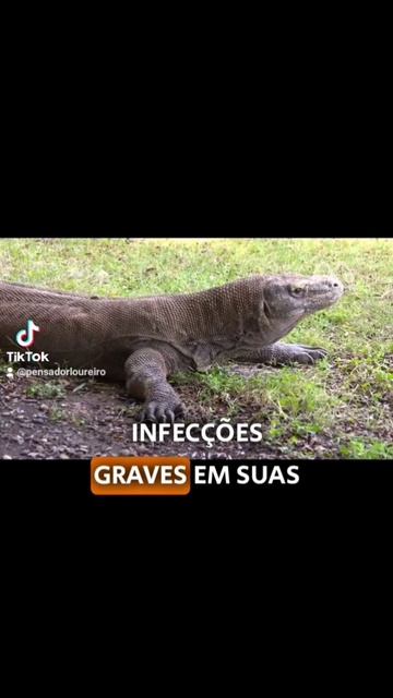 MENTIRAM PARA VOCÊ: DRAGÃO DE KOMODO NÃO TEM SALIVA VENENOSA. #Biologia #RepteisIncriveis #fyp смотреть онлайн