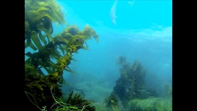 ScubaOne Diving - Sea Lions at Anacapa смотреть онлайн
