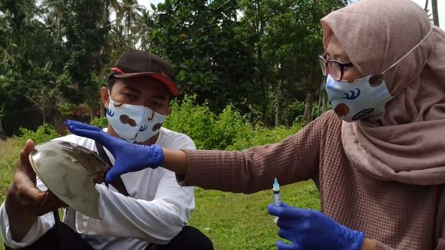 Monitoring dan Evaluasi Penelitian Keragaman Haplotip dan Populasi Subdivisi Mimi (Tachypleus gigas смотреть онлайн