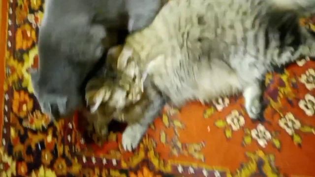 Гигиенические процедуры ( архивное видео) смотреть онлайн