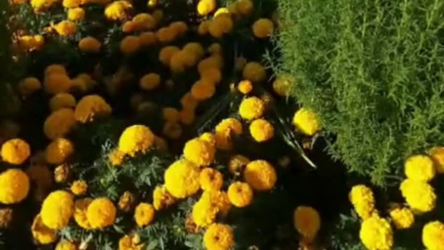 Таң сыры. Орындаушы Ботантаева Жамила Бейсекей кызы смотреть онлайн