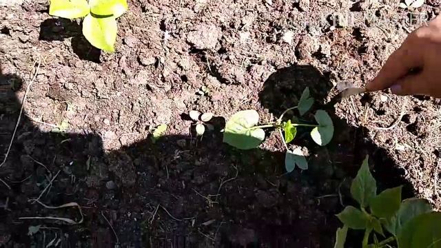 Утро,сходила в огород за завтраком смотреть онлайн