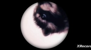 педро педро