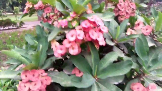 Euphorbia milli plant||crown of thorns flower смотреть онлайн