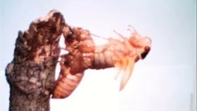 Cicada Emerges смотреть онлайн