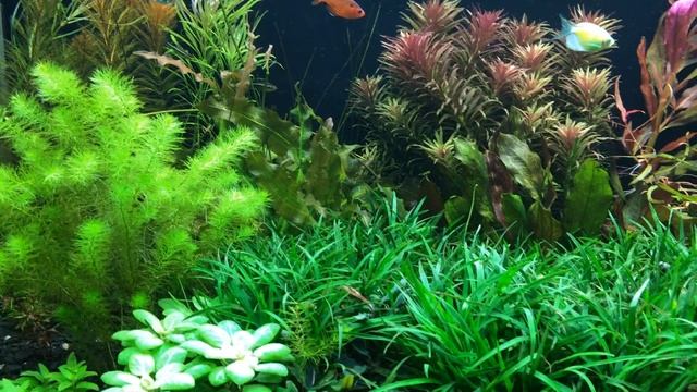 Аквариум травник 400 литра смотреть онлайн