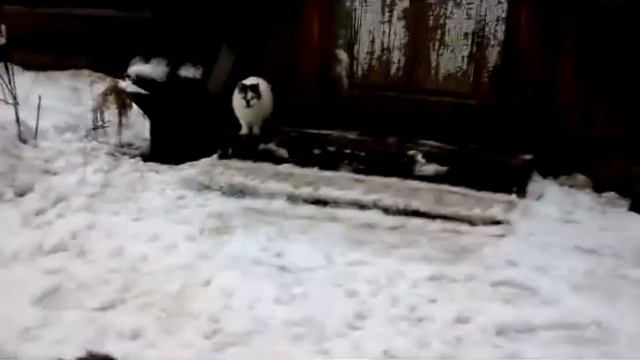 КОШКИ и КОЛБАСА 1.8кг за 5 мин. Хутор LV смотреть онлайн