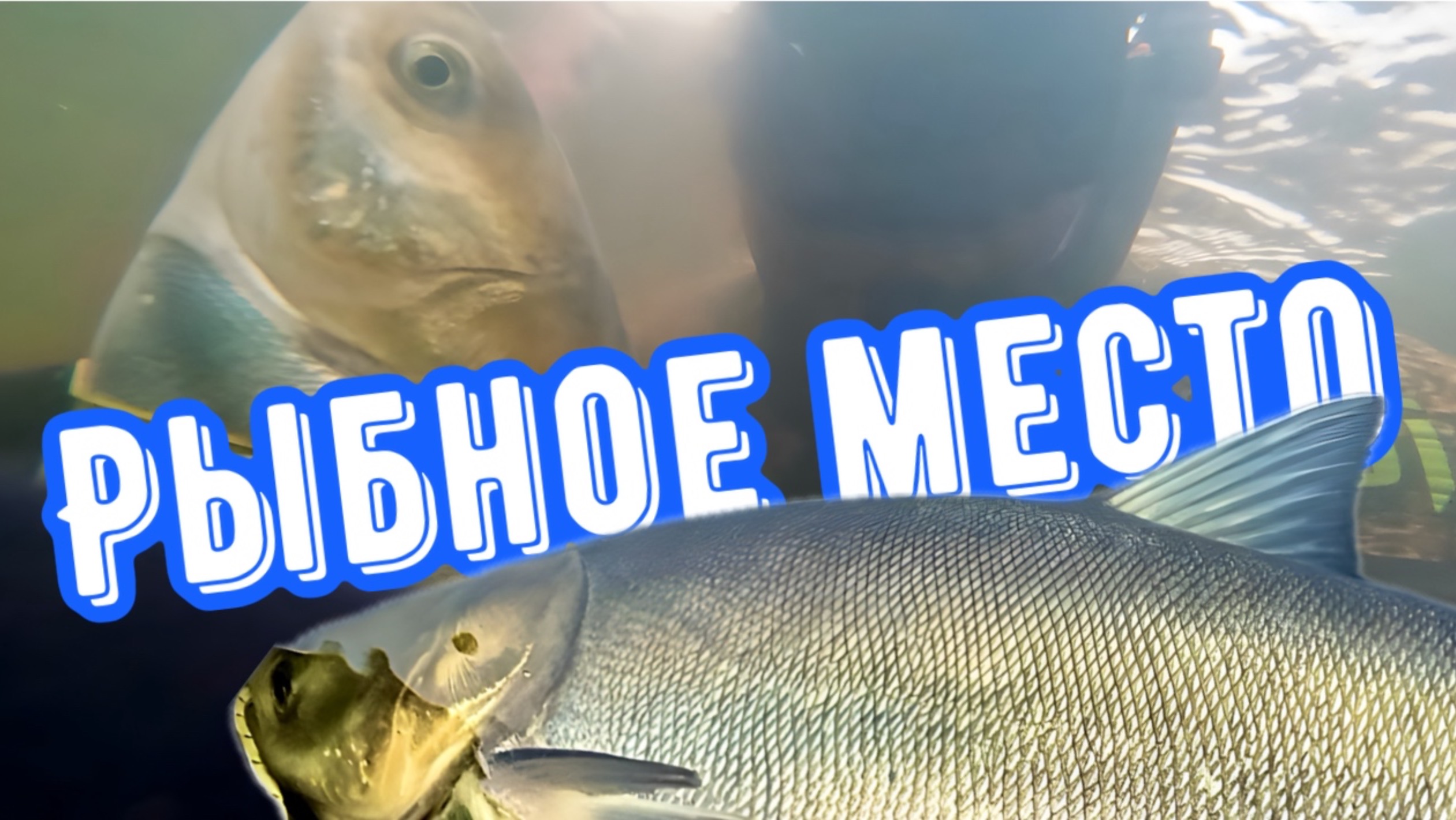 Подводная охота на толстолобика зимой. Где он обитает?