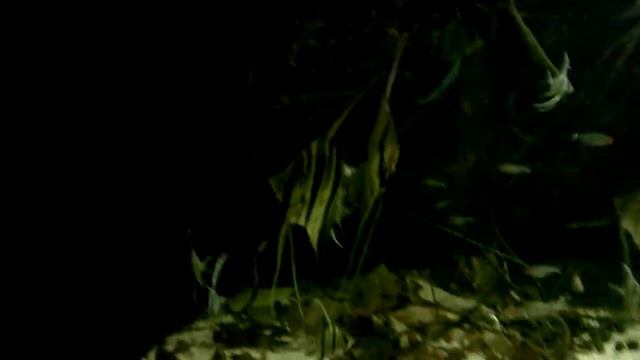 Pterophyllum Altum Rio Atabapo - wild_part 2 смотреть онлайн